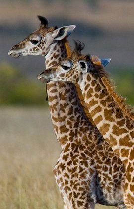 Majesticrajasthan